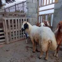 فروش قوچ غوچ داشتی جوان سرحال