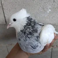 کفتر کبوتر طوقی و س