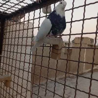 کفتر طوقی|پرنده|اهواز, منبع اب|دیوار