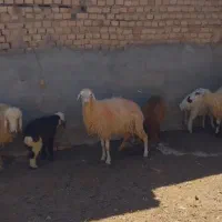 ۳راس میش زایده قیمت مناسب