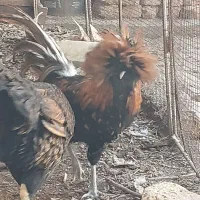 خروس لهستانی  کاکلی وپاپر