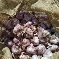 فروش ۳ تن سیر تازه و درشت
