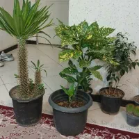 گندم افتاب خدماتی