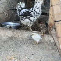 مرغ