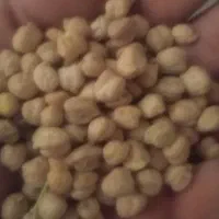نخود
