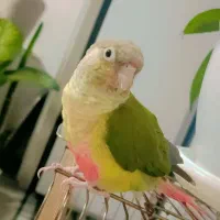 گرینچیک آناناسی