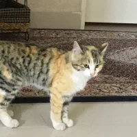 گربه اهلی واگذار میشه رایگان|گربه|تهران, منیریه|دیوار