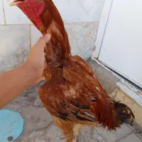 خروس لاری افغان (فوری)|حیوانات مزرعه|تربت‌حیدریه, آبشار|دیوار
