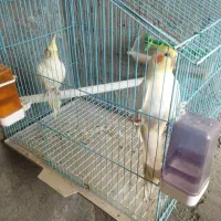 طوطی|پرنده|سرپل ذهاب, |دیوار