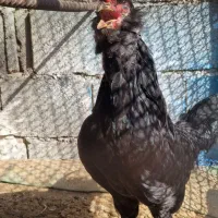 خروس گلین سیاه ریشی چهلتاج. و مرغ طوسی ریشی چهلتاج|حیوانات مزرعه|کاکی, |دیوار