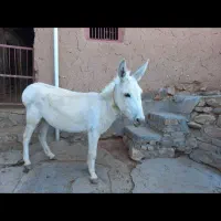 فروش الاغ سفید|حیوانات مزرعه|شیروان (خراسان), |دیوار