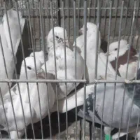 کبوتر پرشی قیمت مناسب دانه ۲۰۰
