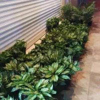 گل بمناسبت روز مادر|گل و گیاه طبیعی|زابل, |دیوار