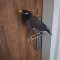 پرنده