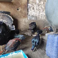 ۵عدد لاری ۲عدد بوقلمون ماده