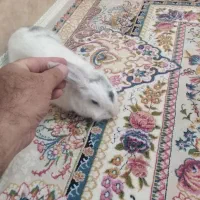 خرگوش