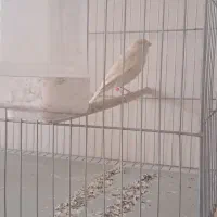 قناری ماده برونو تمیز و مرتب پاکسازی شده|پرنده|شیراز, تندگویان|دیوار