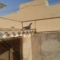 یه کرواتی نر کاکلی ویه افغانی یکتی چپ ماده