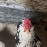 تخم نطفه دار و جوجه گلین چهل تاج ریش|حیوانات مزرعه|تنکمان, |دیوار