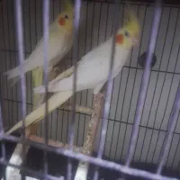 عروس هلندی ماده