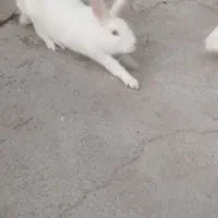 خرگوش چشم شرابی|موش و خرگوش|کوهدشت, |دیوار