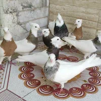 کبوتر طوقی|پرنده|بندر گناوه, |دیوار