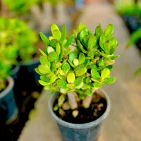 کراسولا یشم گیاه ثروت گل طبیعی|گل و گیاه طبیعی|مشهد, هنرور|دیوار