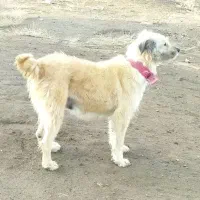 سگ زرنگ|سگ|کرمانشاه, |دیوار