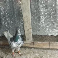 کفترشهری بهبهانی