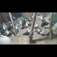 کفتر فروشی قیمت۲۷ملیون تخفیف پای معامله|پرنده|مه ولات, |دیوار