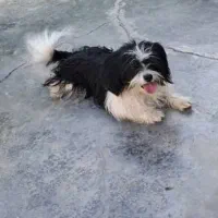 فروش بلا و ببری