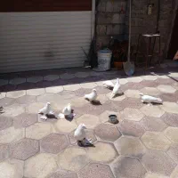کبوتر راعبی
