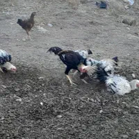 خروس لاری|حیوانات مزرعه|ننور, |دیوار