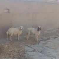 بره