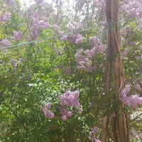 اجاره باغ روزانه