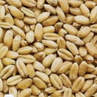 گندم رقم فرین