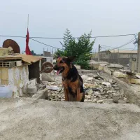 سلام جرمن ماده|سگ|بندر ماهشهر, |دیوار