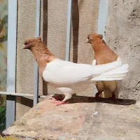 دسته رنگی ۶۰تایی|پرنده|اهواز, گلستان|دیوار