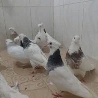 15عدد کبوتر طوقی|پرنده|صحنه, |دیوار