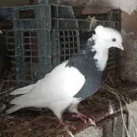 چند عدد کبوتر طوقی خوب برای فروش|پرنده|موگوئی, |دیوار