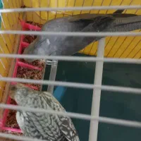 دو تا عروس هلندی دستی نر و ماده