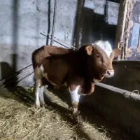 ورزا کوله خوشگل خوش روخ