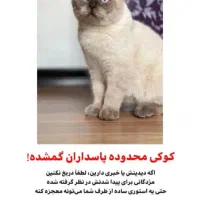 گربه گمشده|گربه|ایلام, |دیوار