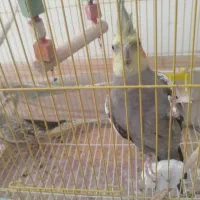 یک جفت عروس هلندی
