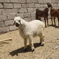 یک بره نر ویک کره نر خوشگل پلنگی