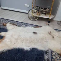تاب تایلندی و  پوست بز و دوتا گلیم نمدی|گلیم، جاجیم، گبه|شاهین‌شهر, فردوسی|دیوار