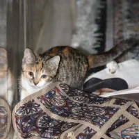 گربه گمشده|حیوانات|مشهد, رده|دیوار