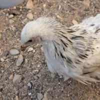 جوجه ایام .بلو.اورنج.جی اس جی .برهما و اراکانا|حیوانات مزرعه|شیراز, شهرک کوشکک|دیوار