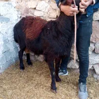 یک راس قوچ قزل افشار|حیوانات مزرعه|بناب, |دیوار