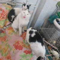 میدان علی سرباز